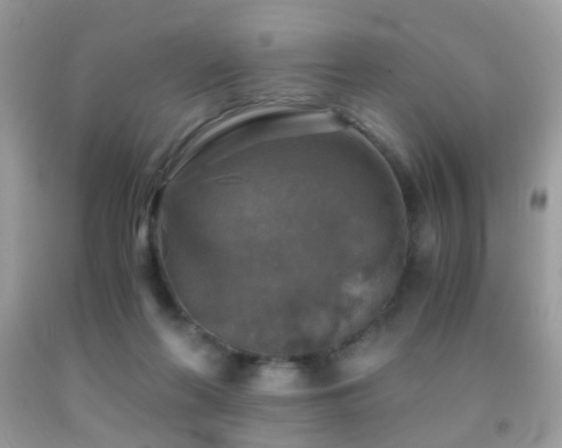 X0000091860214200709051215