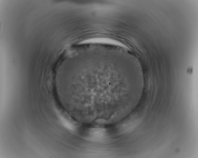 X0000091860266200709051214