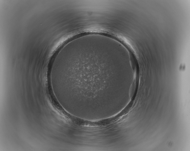 X0000091860531200709051210