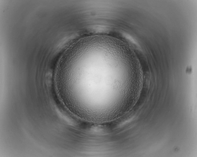 X0000091860550200709051210