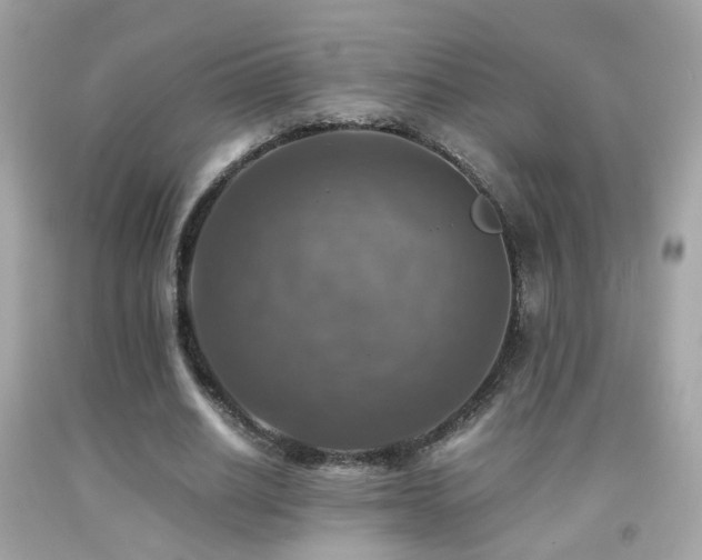 X0000091860630200709051209