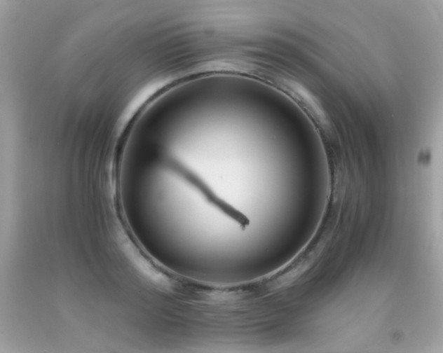 X0000091860796200709051207