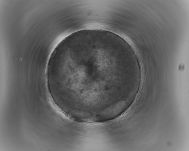 X0000091860864200709051207