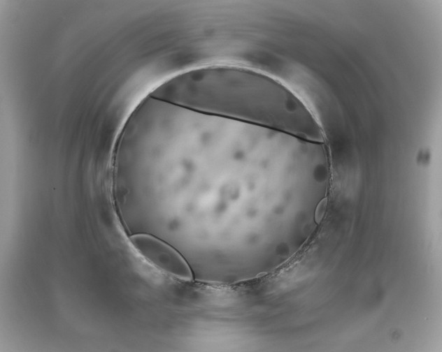 X0000091860911200709051205