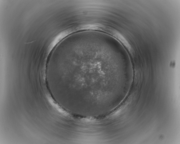 X0000091860994200709051204