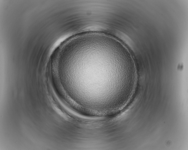 X0000091861026200709051203