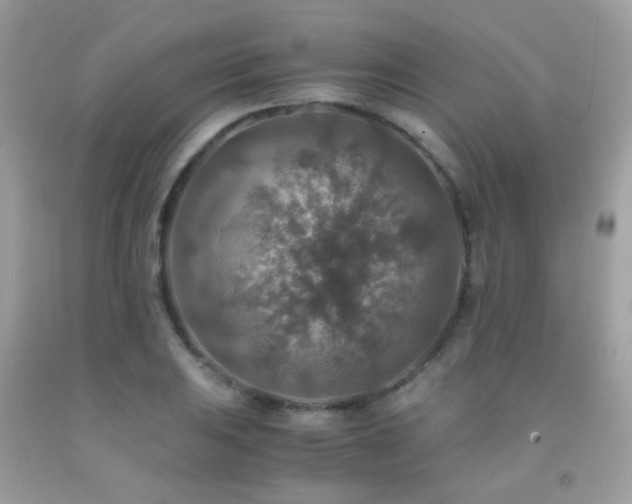 X0000091861031200709051203