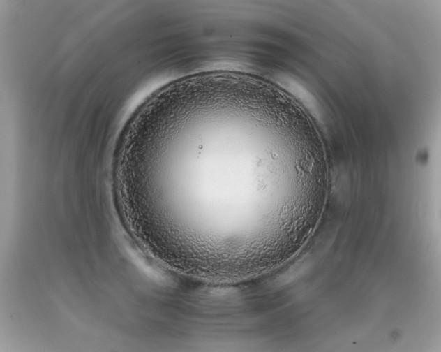 X0000091861043200709051204