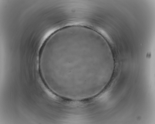 X0000091861079200709051203