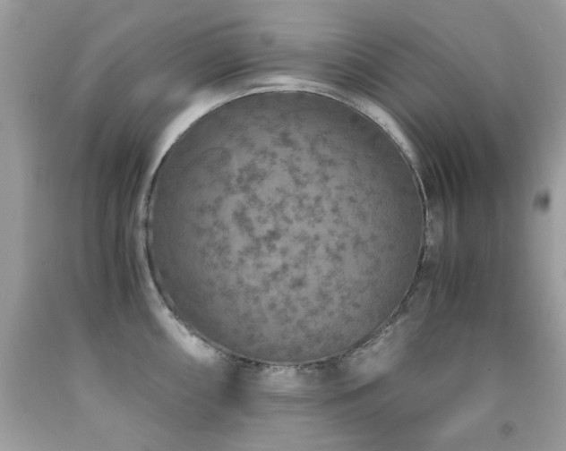 X0000091861098200709051203
