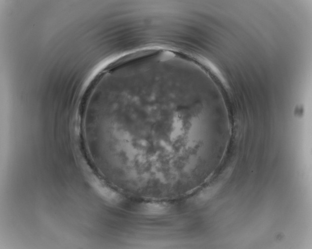 X0000091861125200709051202