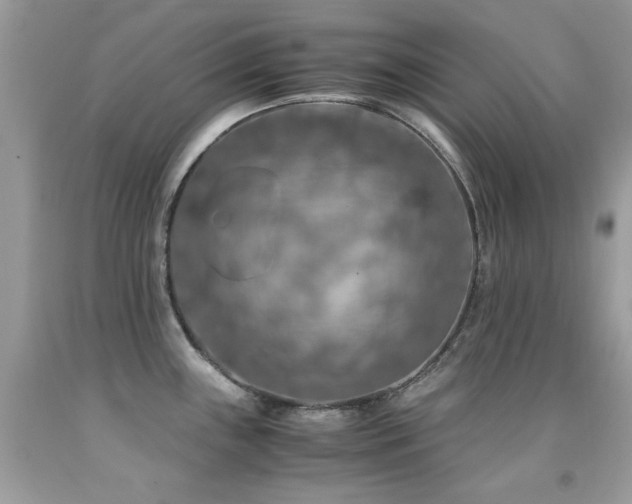 X0000091861243200709051201