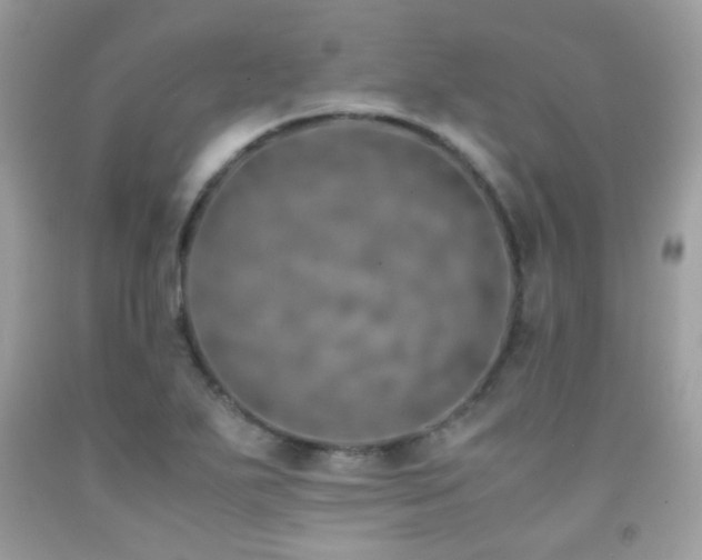 X0000091861271200709051200
