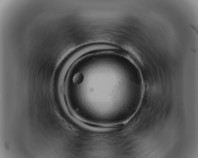 X0000091860676200709121330