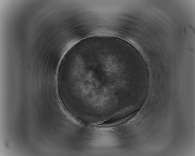 X0000091860864200709121329