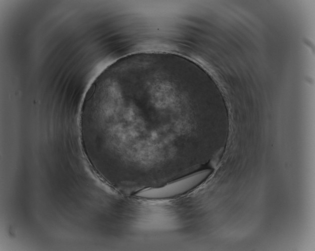 X0000091860864200709191115