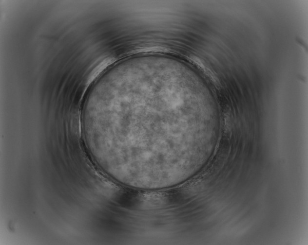 X0000091861274200709191109