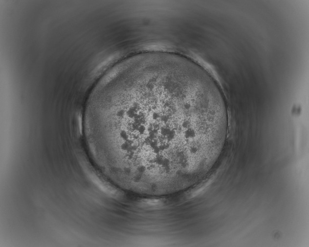 X0000091860061200709261303