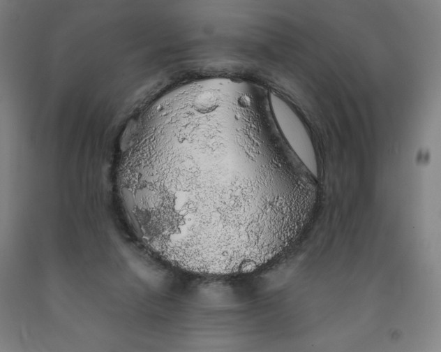 X0000091860258200709261300