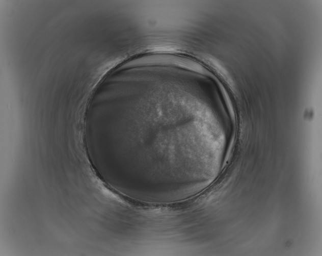 X0000091860385200709261259