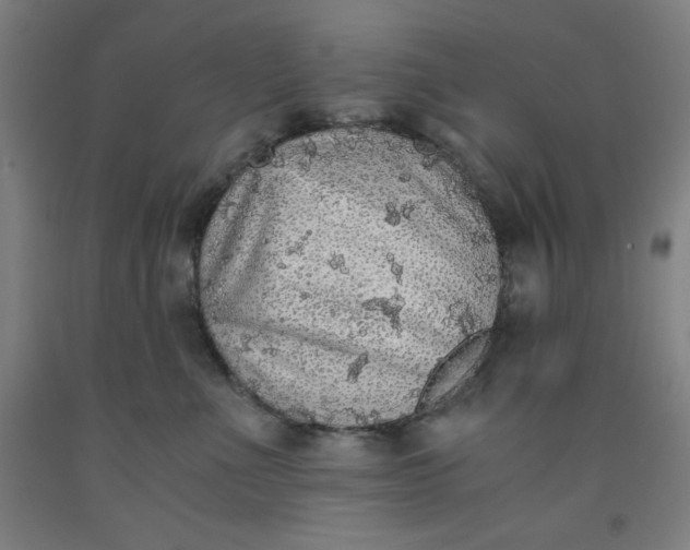 X0000091860523200709261257