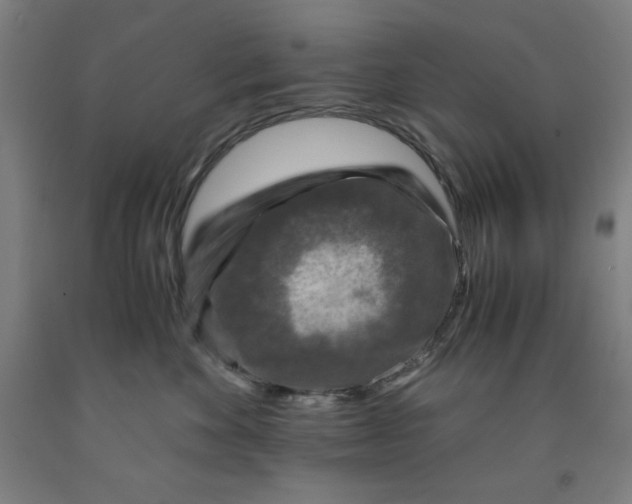 X0000091860524200709261257