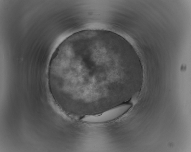 X0000091860864200709261253