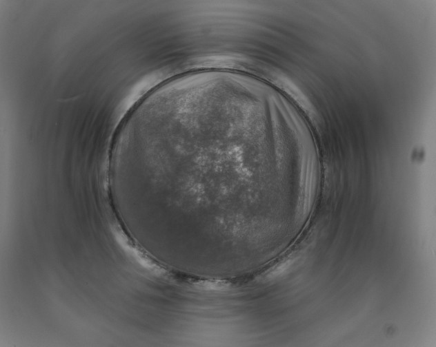 X0000091860994200709261250