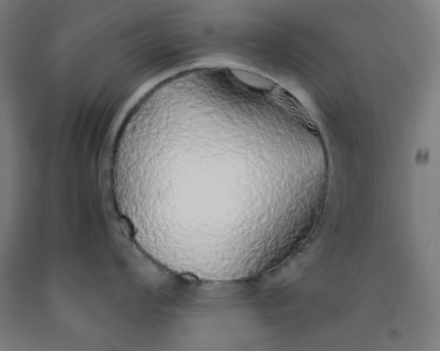 X0000091861008200709261250