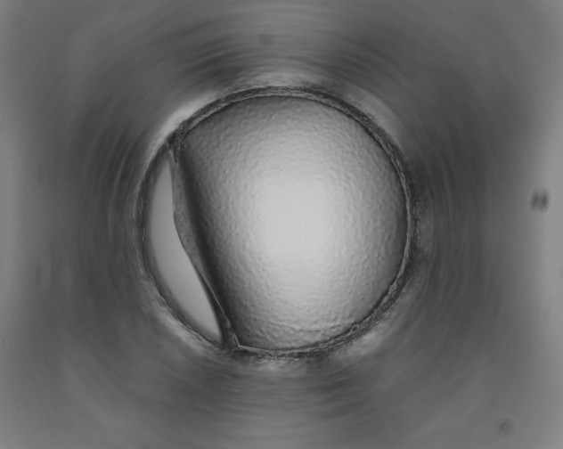 X0000091861026200709261250