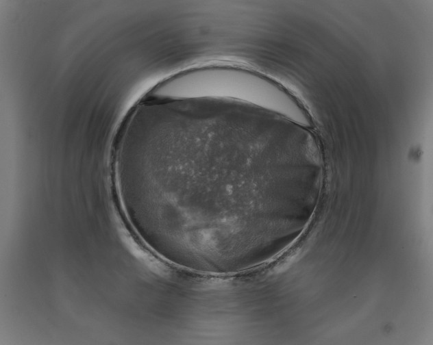 X0000091861038200709261250