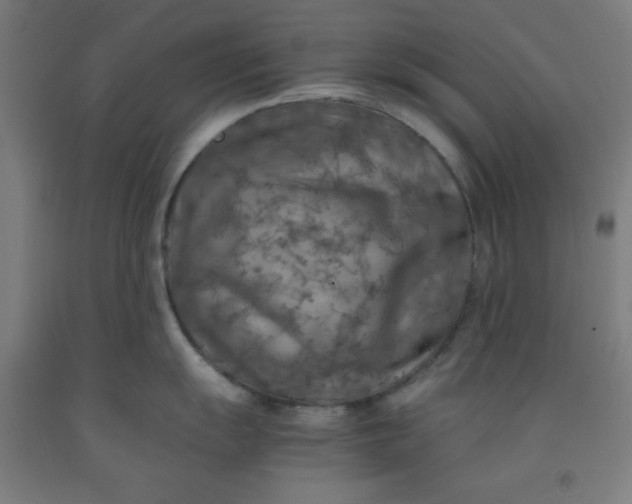 X0000091861055200709261250