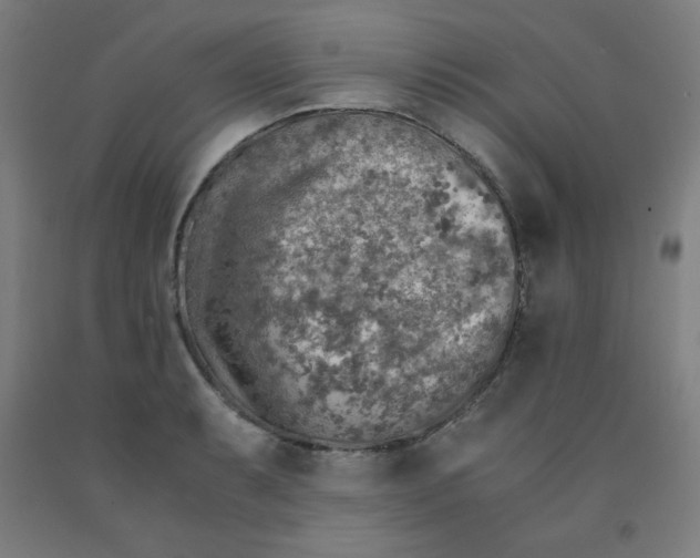 X0000091861087200709261249