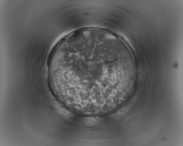 X0000091861125200709261249