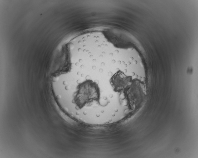 X0000091861425200709261245