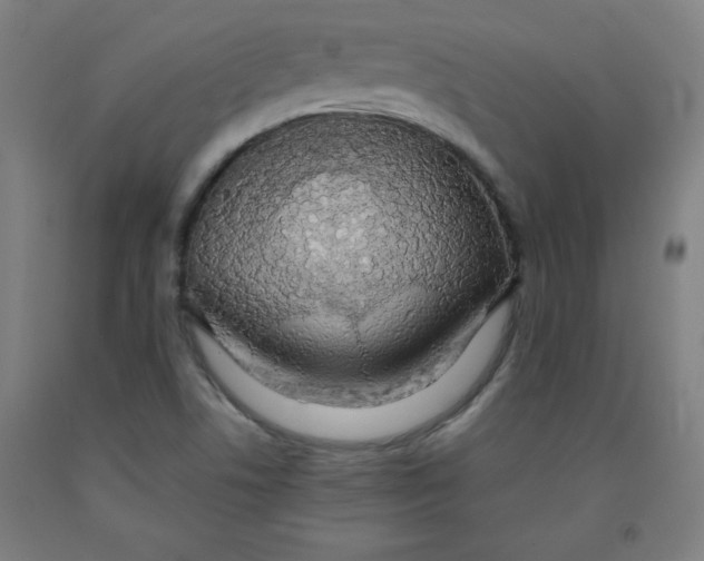 X0000091861506200709261243