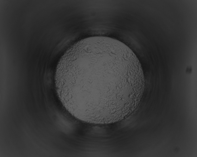 X0000091860166200710031048