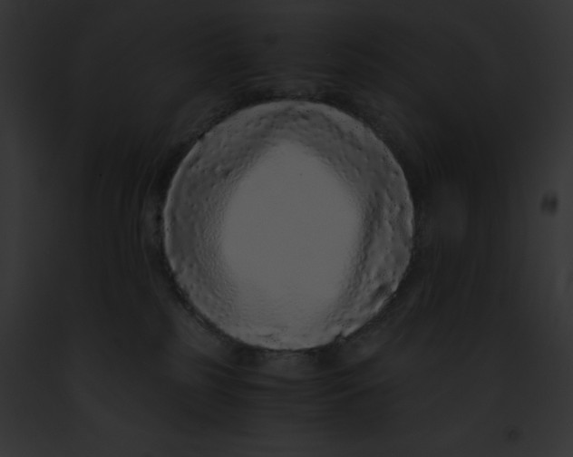 X0000091860185200710031048