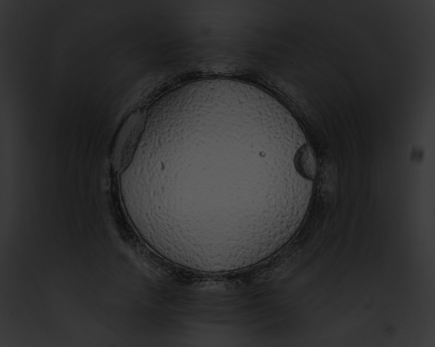 X0000091860738200710031040