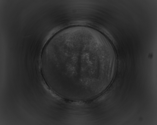 X0000091860994200710031036