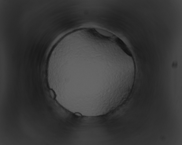 X0000091861008200710031036