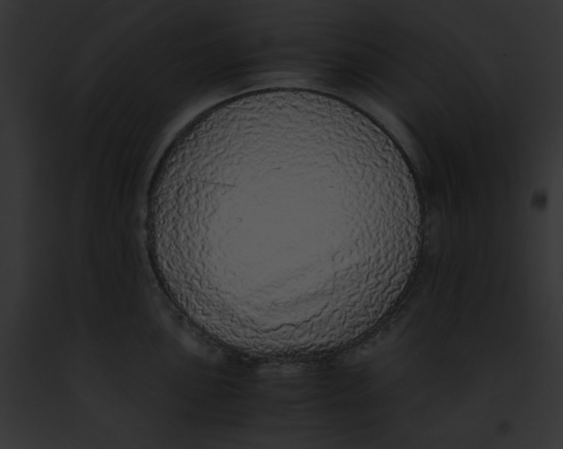 X0000091861051200710031036