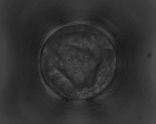 X0000091861055200710031036