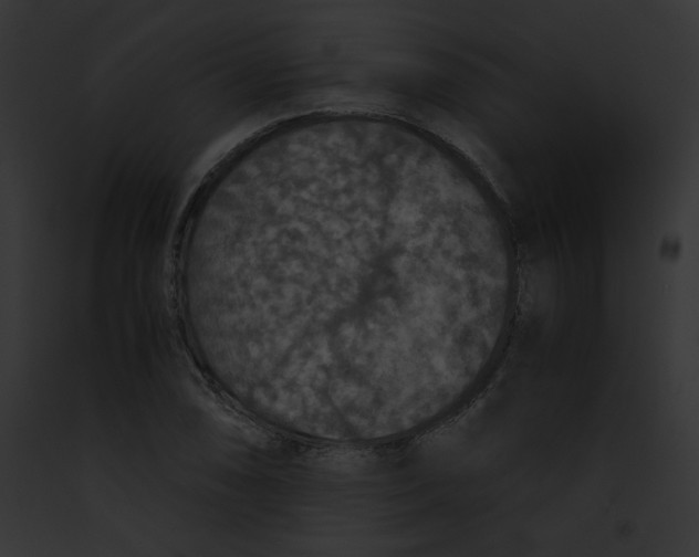 X0000091861074200710031035