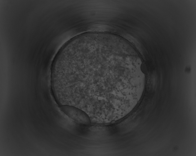 X0000091861083200710031035