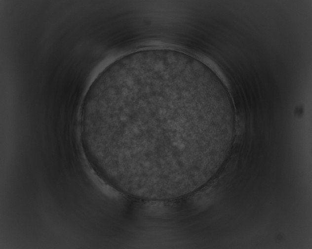 X0000091861098200710031035