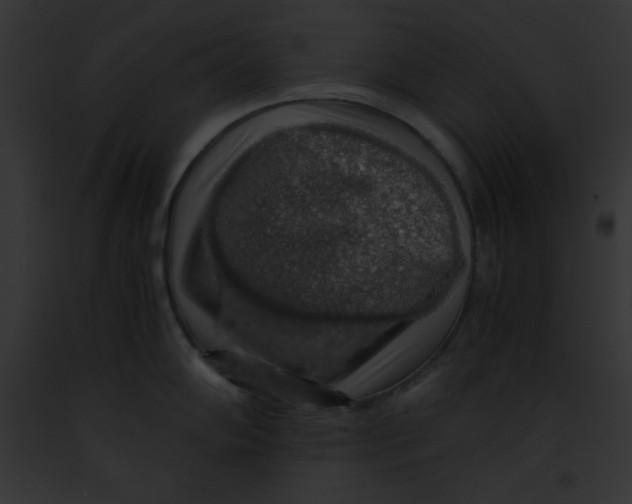 X0000091861102200710031035