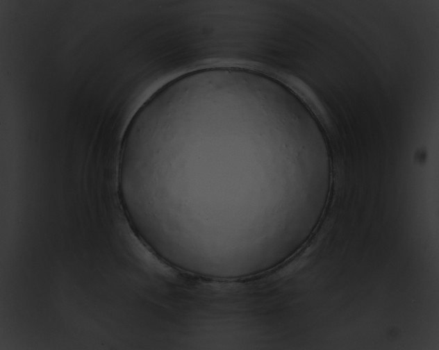 X0000091861244200710031034