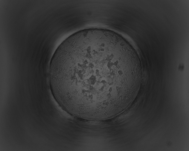 X0000091861295200710031032