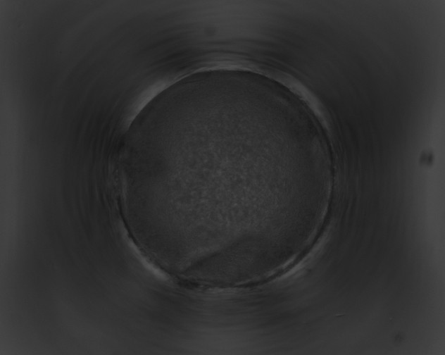 X0000091861385200710031031